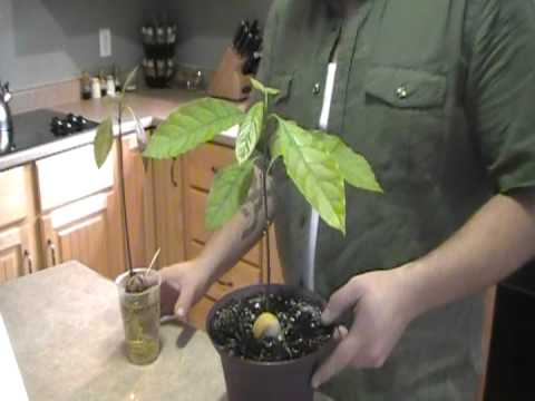 How To Grow Avocado Trees From Seed !