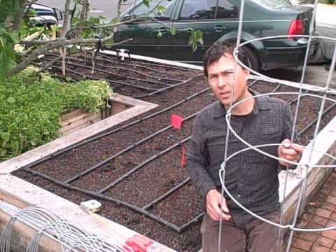 How to Plant 11 Tomato Plants in a Square Foot Raised Bed Garden